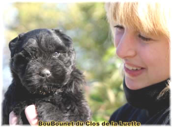 Chiot bouvier des flandres SITE WEB ELEVAGE DU CLOS DE LA LUETTE SPECIALISE POUR LE BOUVIER DES FLANDRES ©